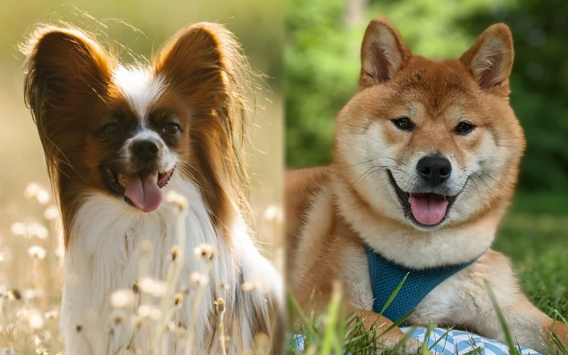 Parent breeds of Papi-Inu