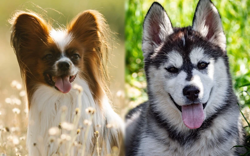 Parent breeds of Papillsky