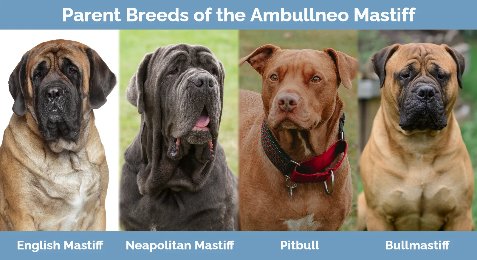 Parent breeds of the Ambullneo Mastiff