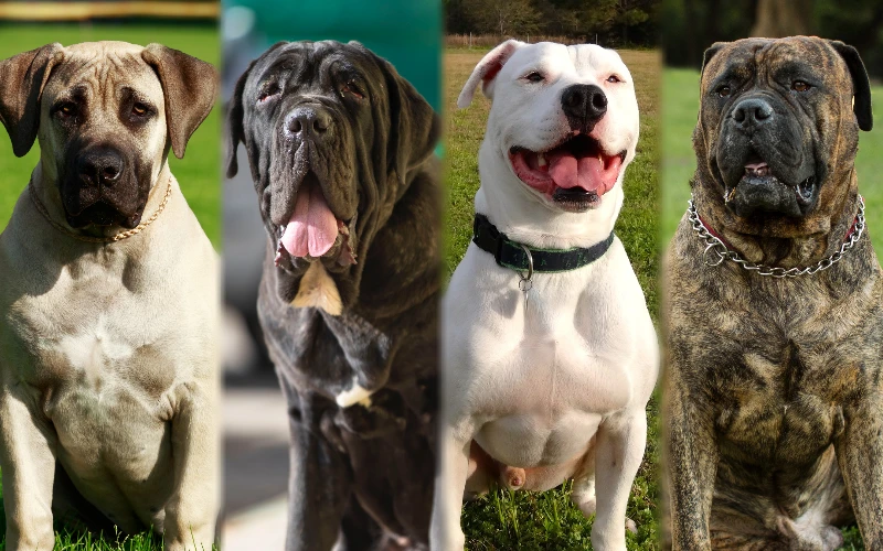 Parent breeds of the Ambullneo Mastiff - Featured Image