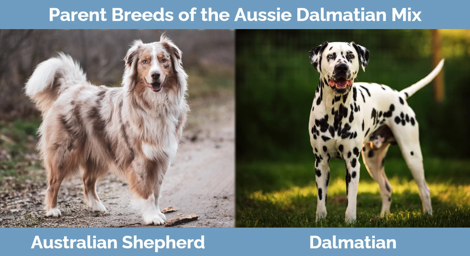 Parent breeds of the Aussie Dalmatian Mix