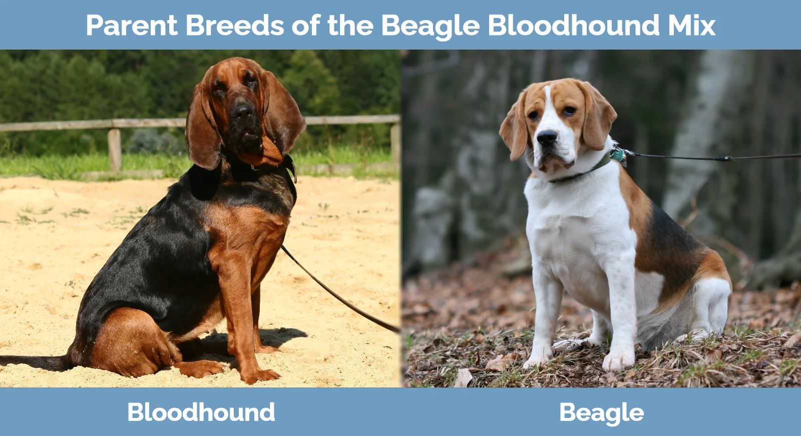 Parent breeds of the Beagle Bloodhound Mix