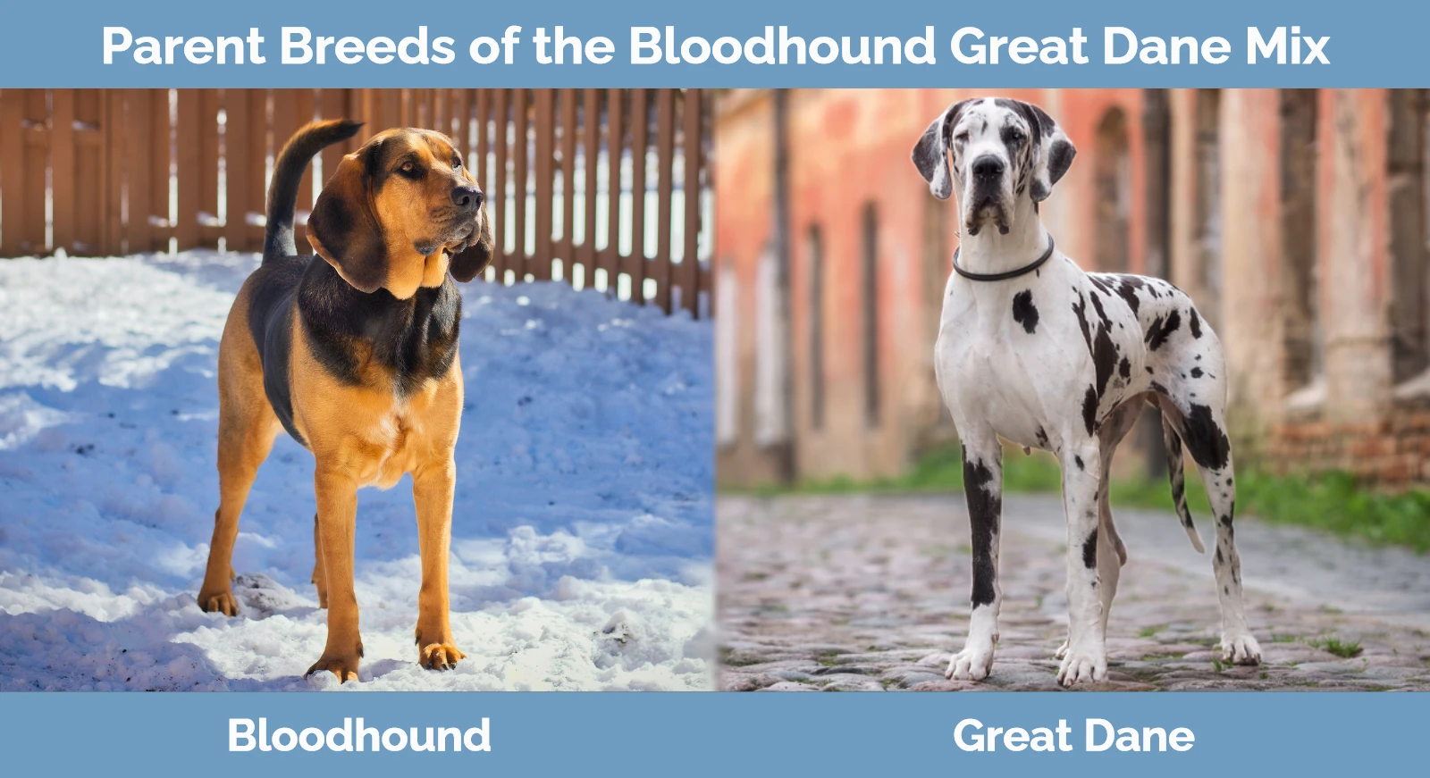 Parent breeds of the Bloodhound Great Dane Mix
