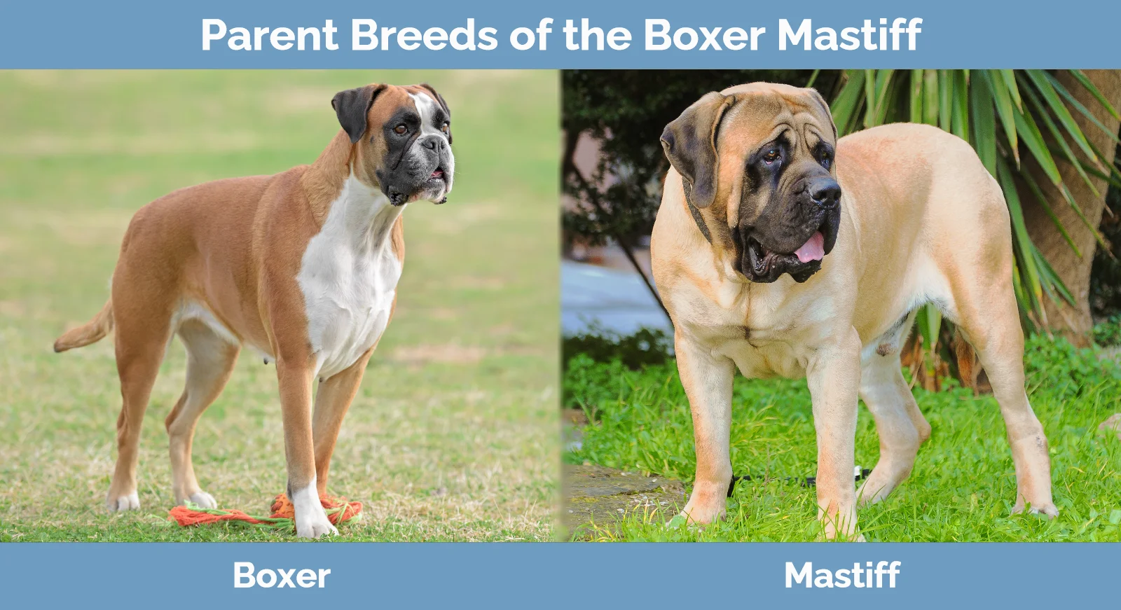 Parent breeds of the Boxer Mastiff