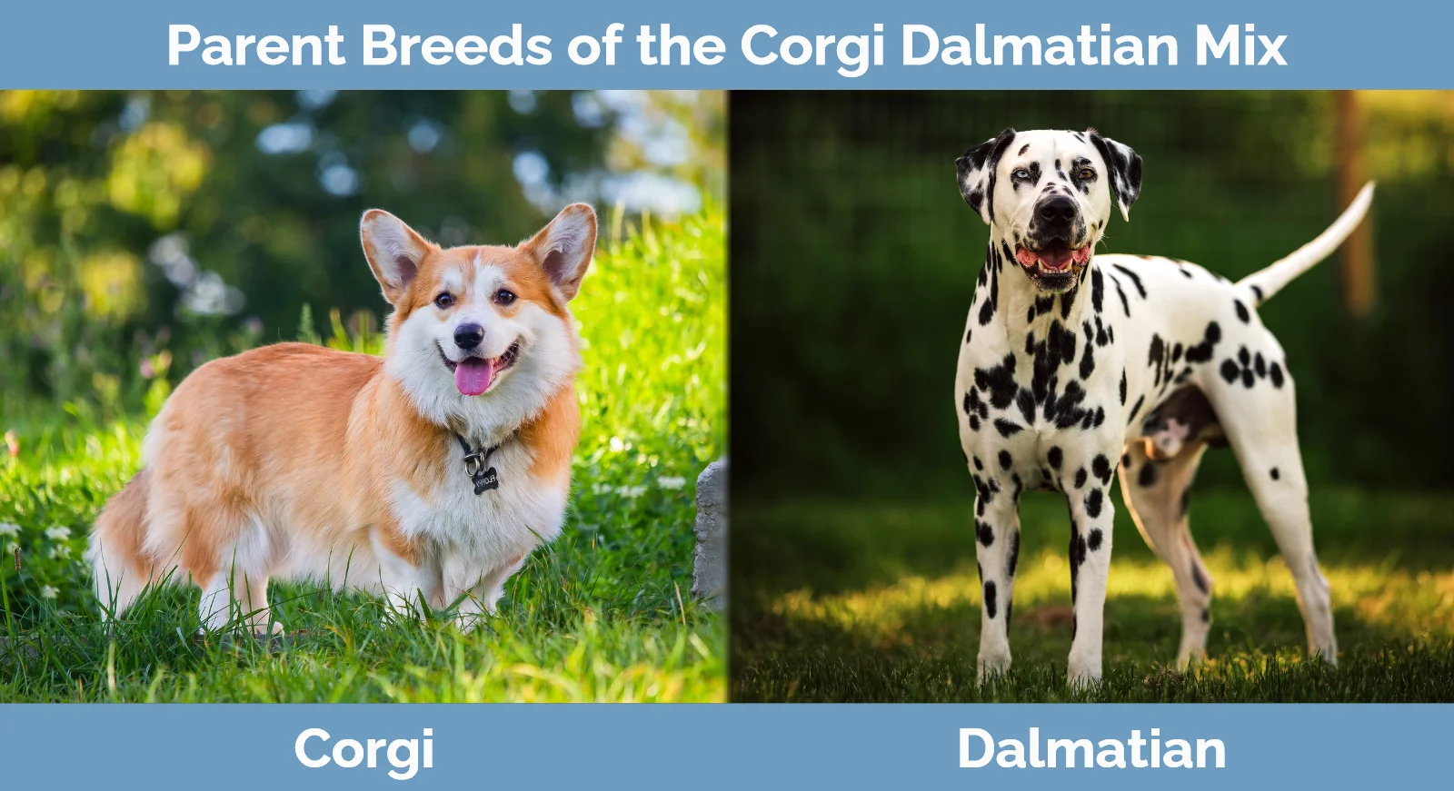 Parent breeds of the Corgi Dalmatian Mix
