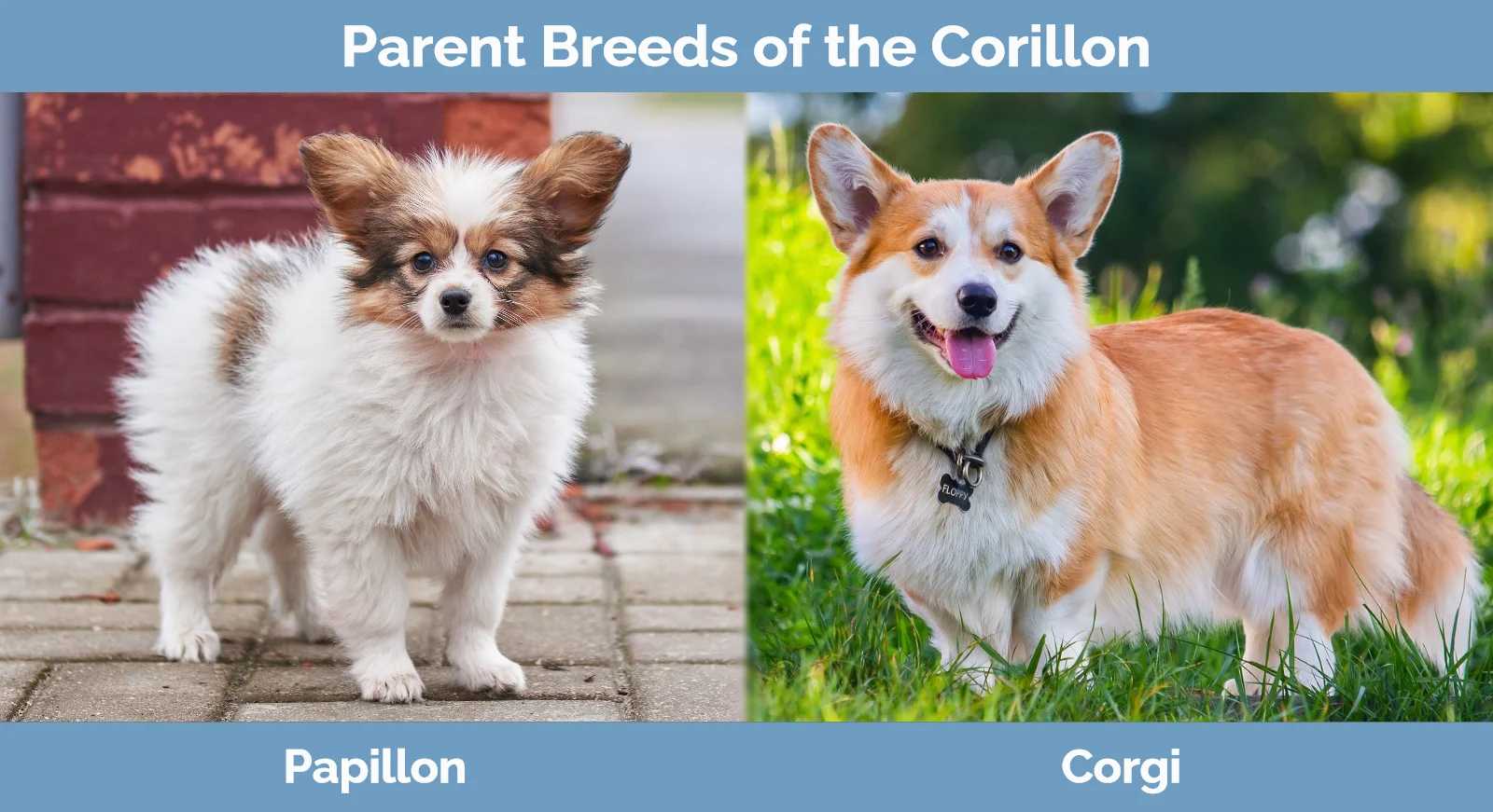 Parent breeds of the Corillon