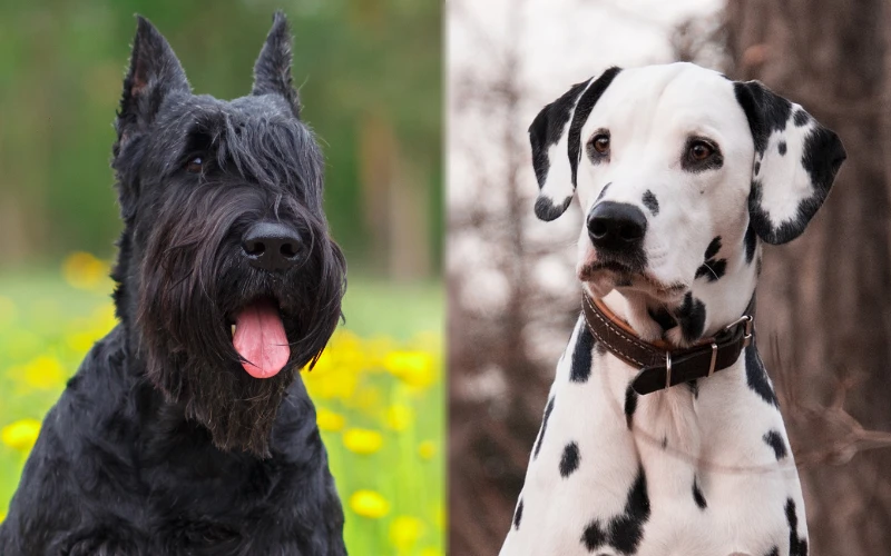 Parent breeds of the Dalmatian Schnauzer Mix - Featured Image