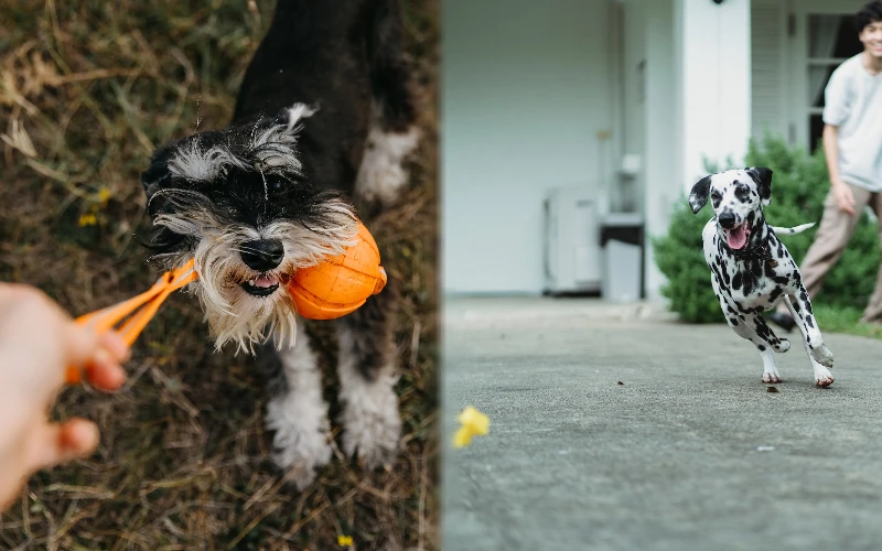 Parent breeds of the Dalmatian Schnauzer Mix training