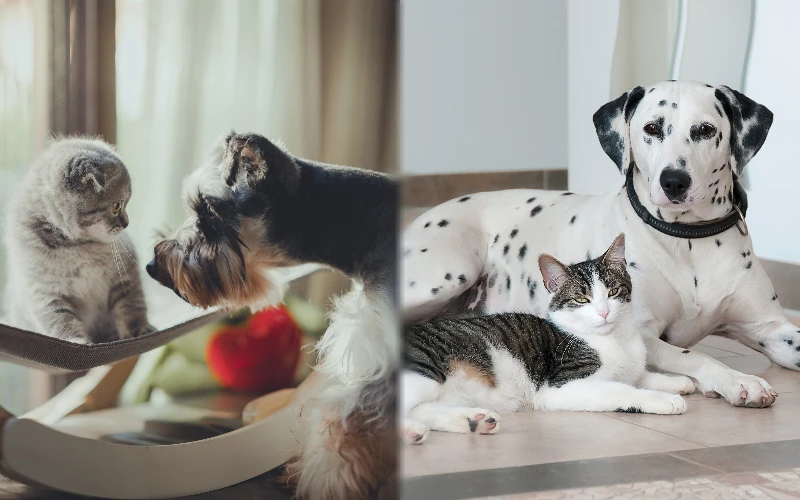 Parent breeds of the Dalmatian Schnauzer Mix with other pets