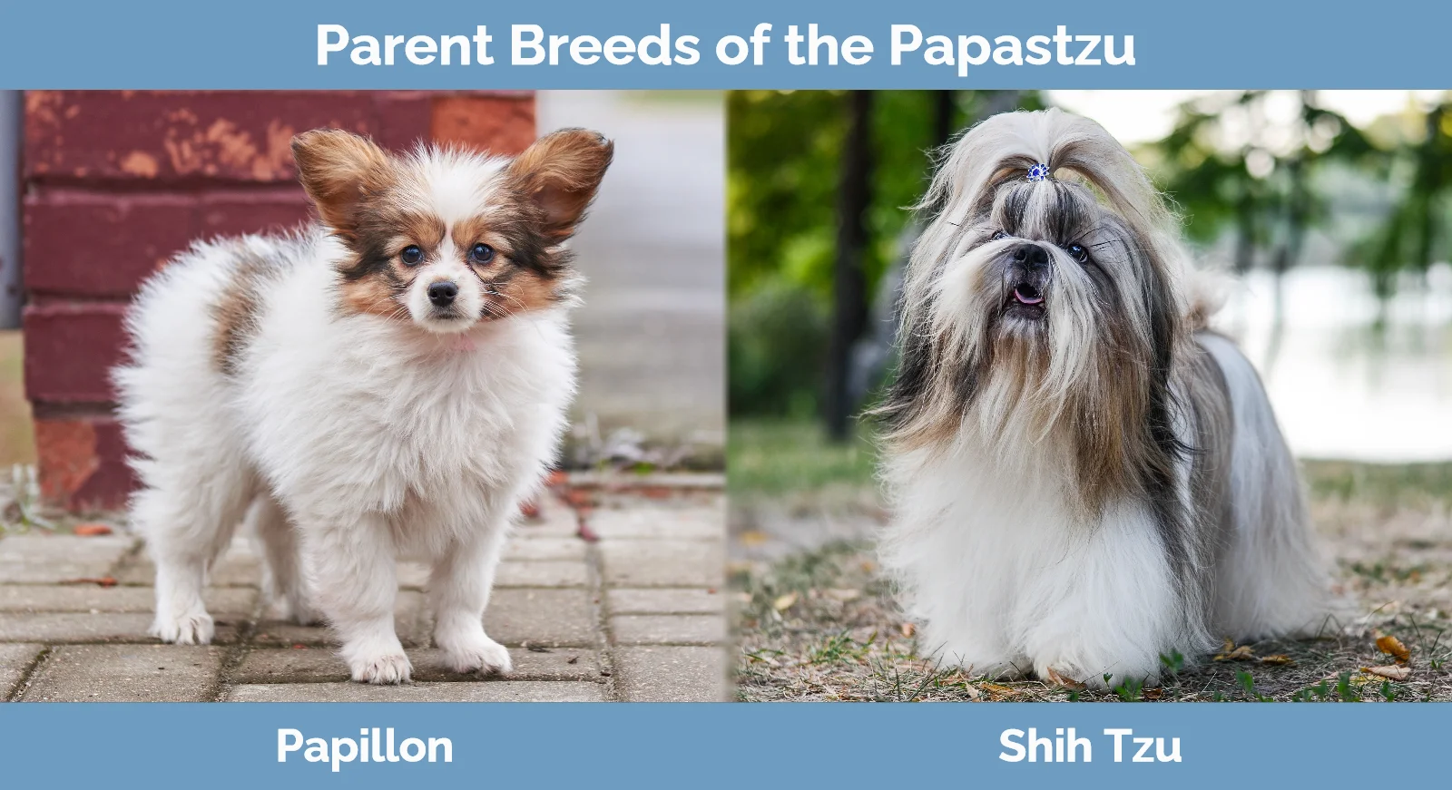 Parent breeds of the Papastzu