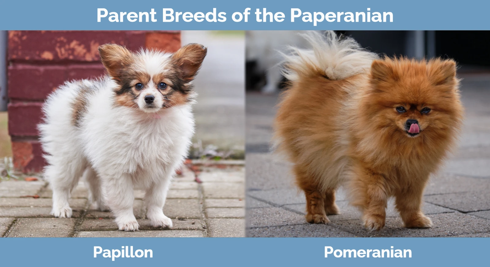 Parent breeds of the Paperanian