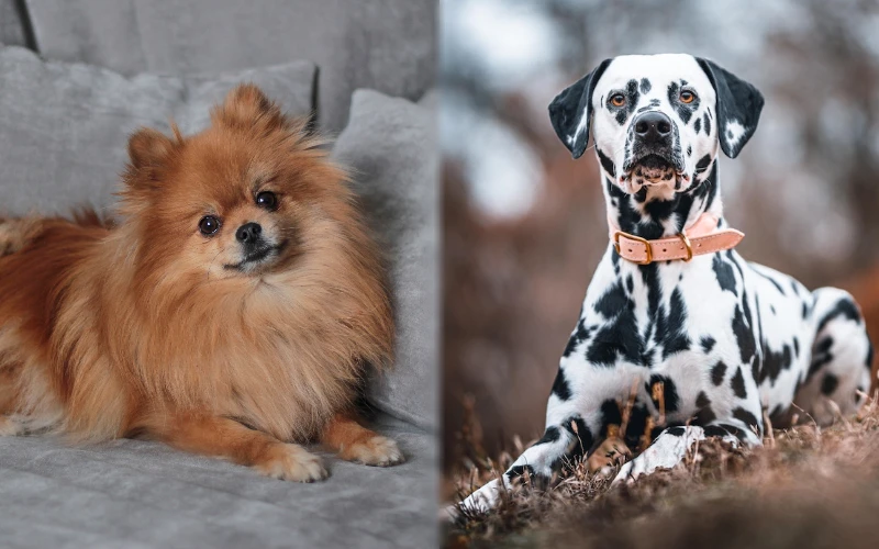 Parent breeds of the Pomeranian Dalmatian Mix