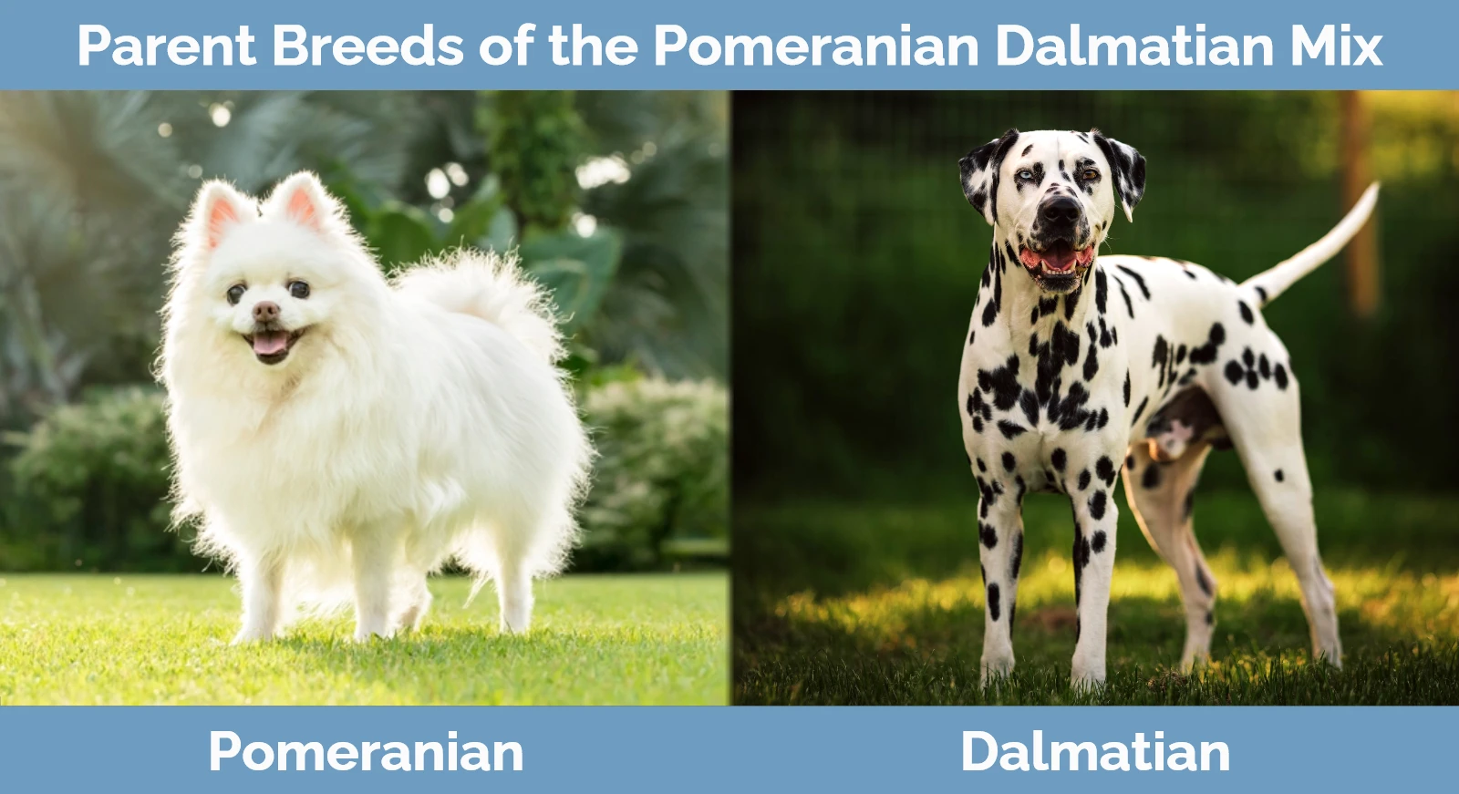 Parent breeds of the Pomeranian Dalmatian Mix
