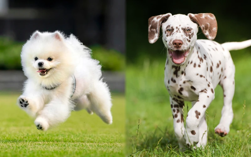 Parent breeds of the Pomeranian Dalmatian Mix exercising