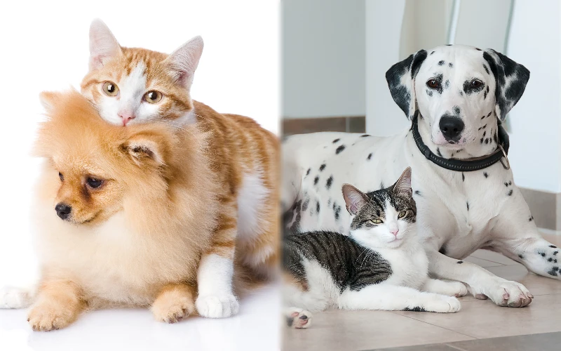Parent breeds of the Pomeranian Dalmatian Mix with other pets