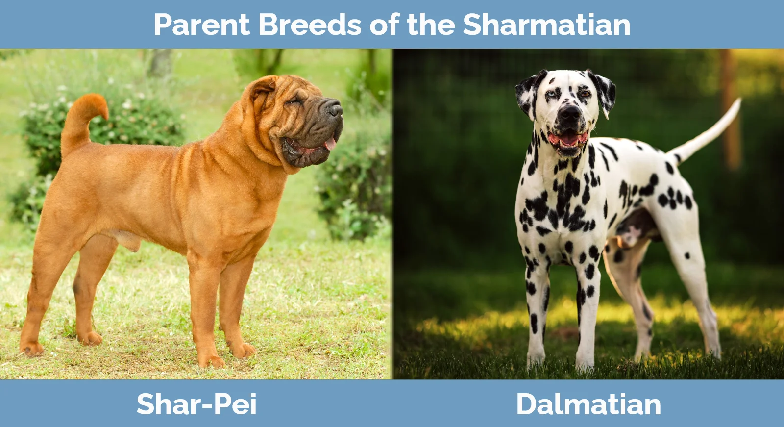 Parent breeds of the Sharmatian
