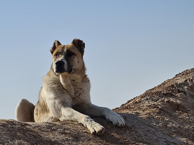 Persian Mastiff