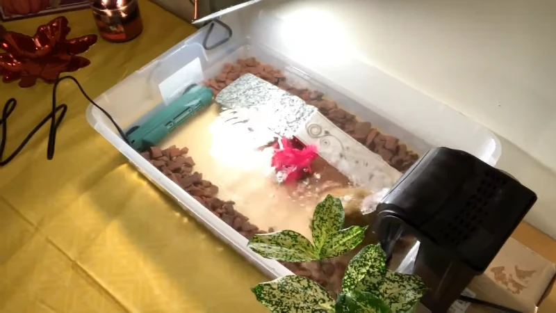 Plastic Bin Aquarium for Tiny Turtles