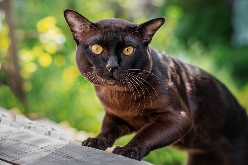 Portrait of European Burmese in nature