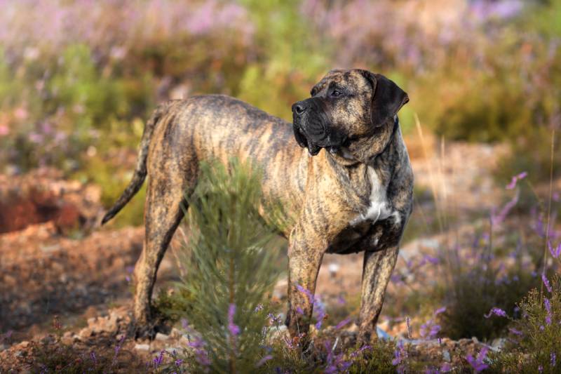 Portrait of a Presa Canario purebred dog