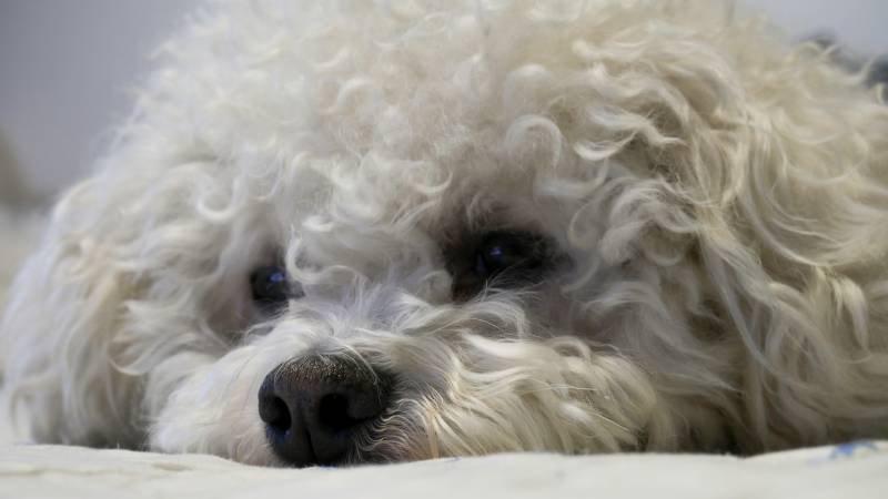 5 Common Bichon Frise Health Issues Vet Answer Hepper Pet Resources 5 Common Bichon Frise Health Issues Vet Answer Hepper Pet Resources