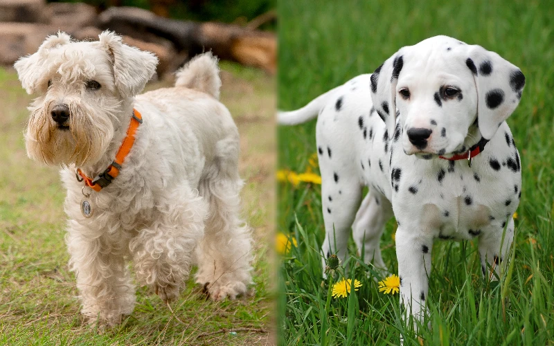 Puppy parent breeds of the Dalmatian Schnauzer Mix