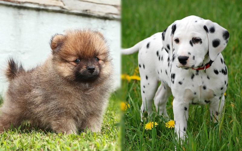 Puppy parent breeds of the Pomeranian Dalmatian Mix