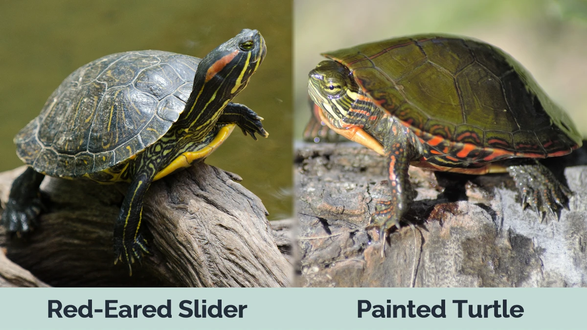 Red-Eared Slider vs Painted Turtle - Visual Differences