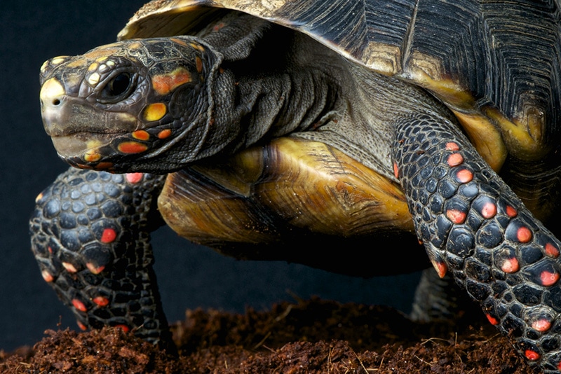 Red-Footed Tortoise Closeup