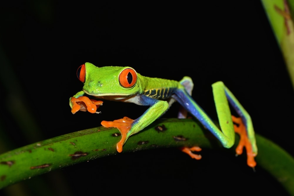 Red-eyed Leaf Frog