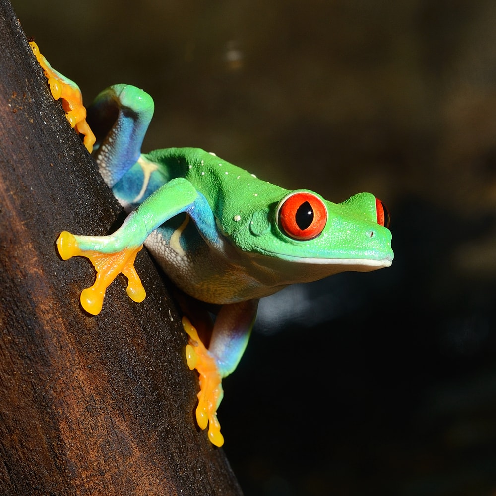 Red-eyed frog sitting on a tree log