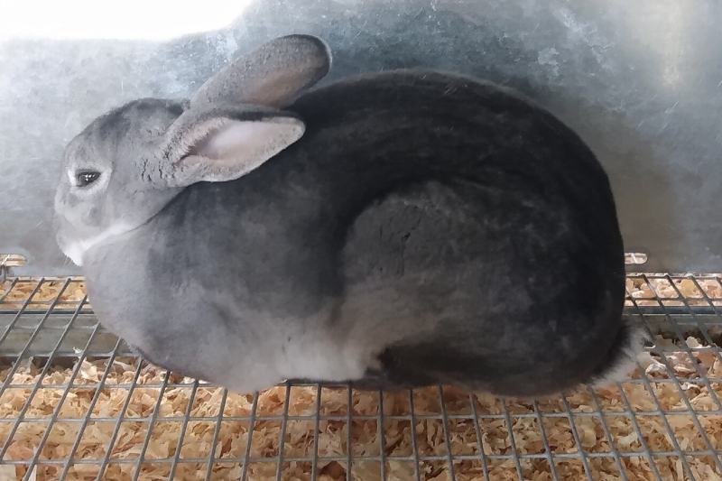 Rex rabbit (lilac) inside the cage