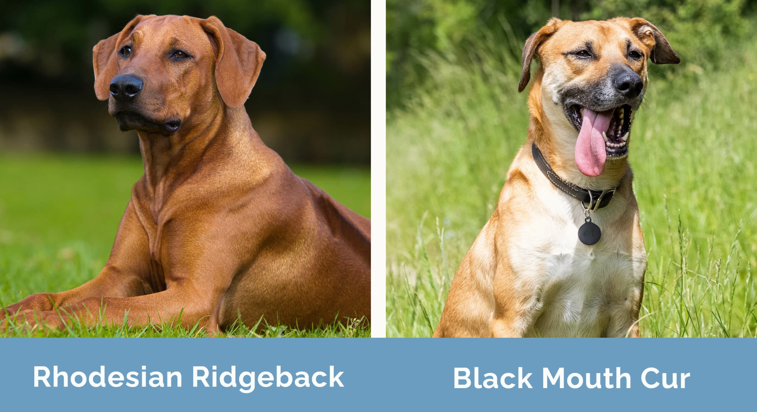 Rhodesian Ridgeback vs Black Mouth Cur side by side