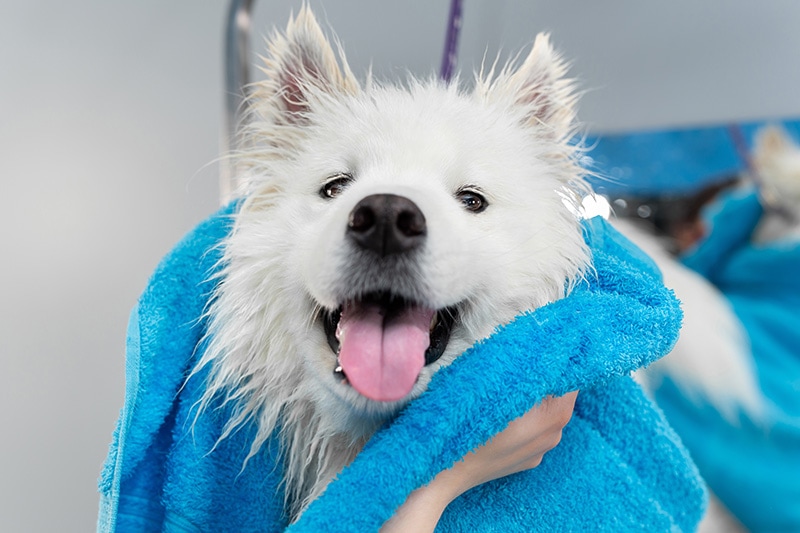 Samoyed Dog Bath