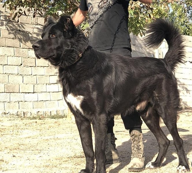 Sarabi dog black color