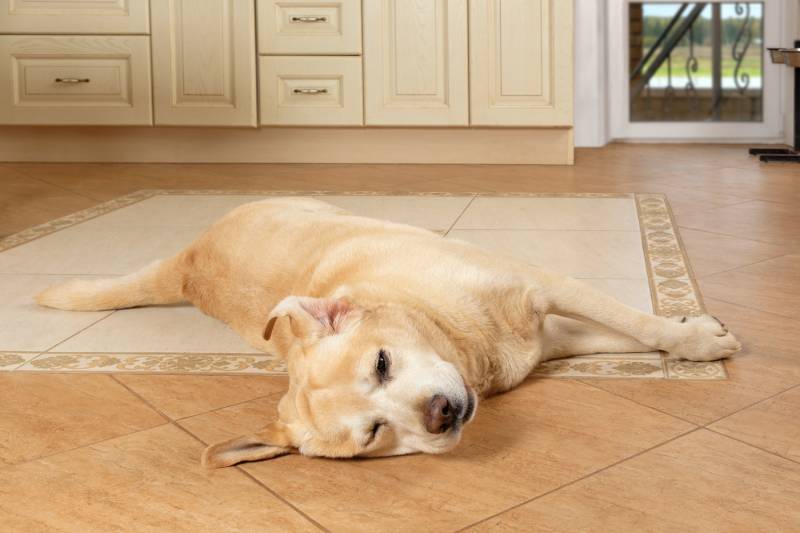 Sick dog lying on the floor with a sad look