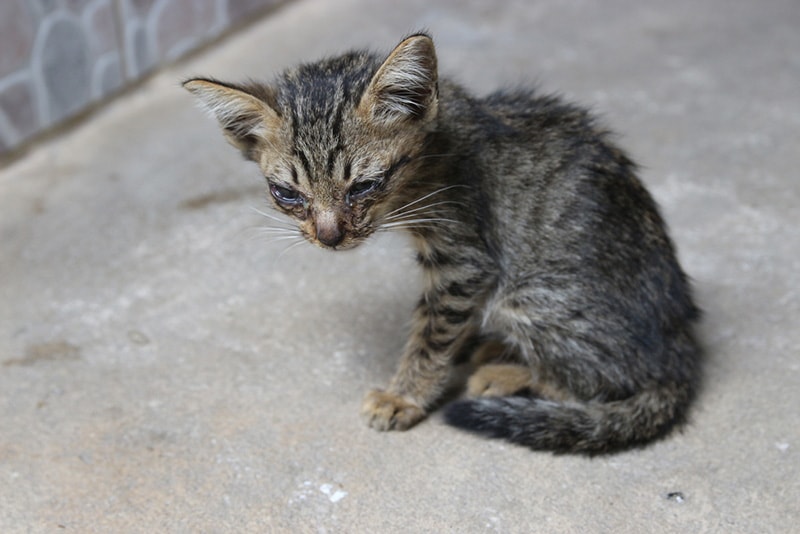 Sick kitten