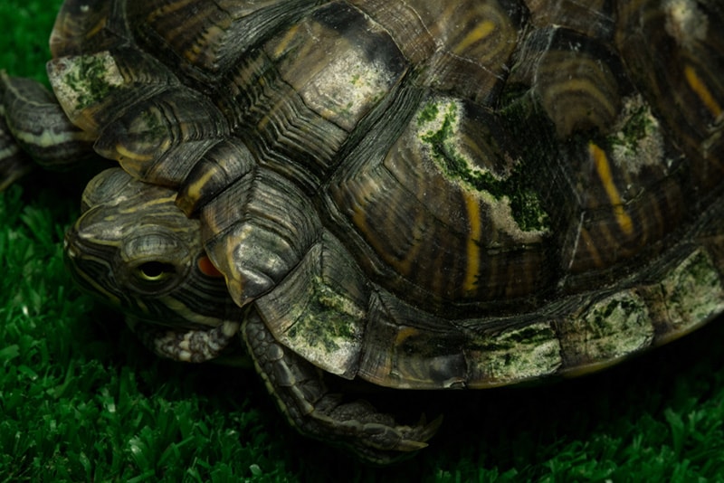Sick tortoise with spots on the shell