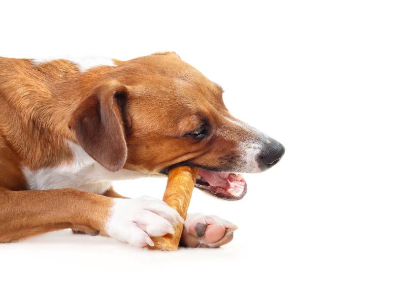 Side view of puppy dog eating a yak milk cheese bone while lying on floor