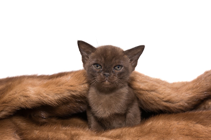 Small kitten of the European Burmese hides in a mink coat