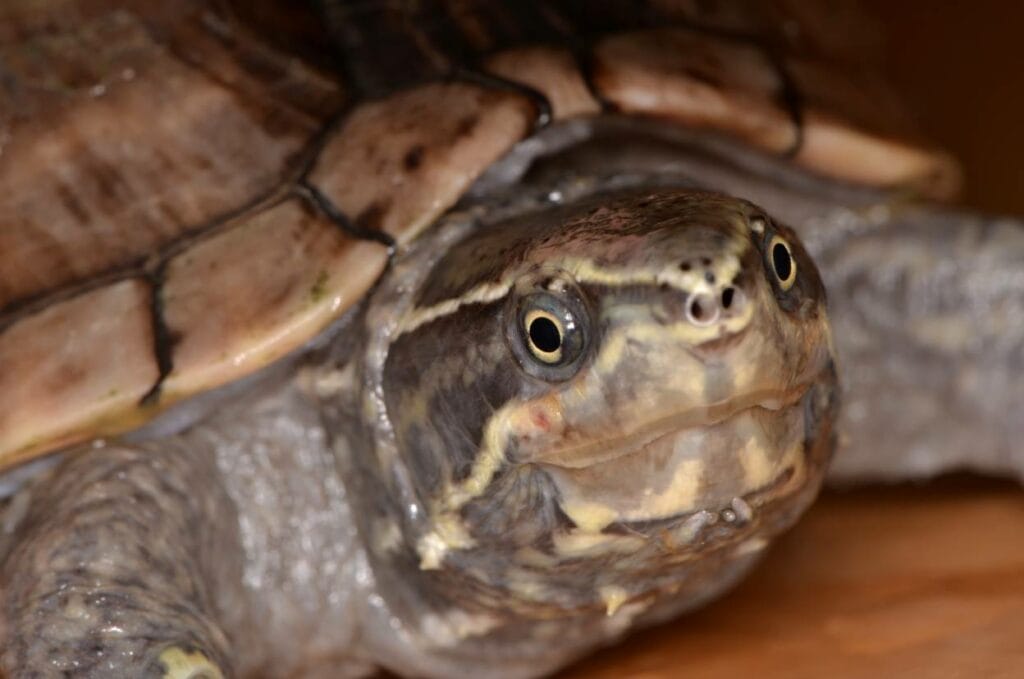 Smiliing Common Musk turtle