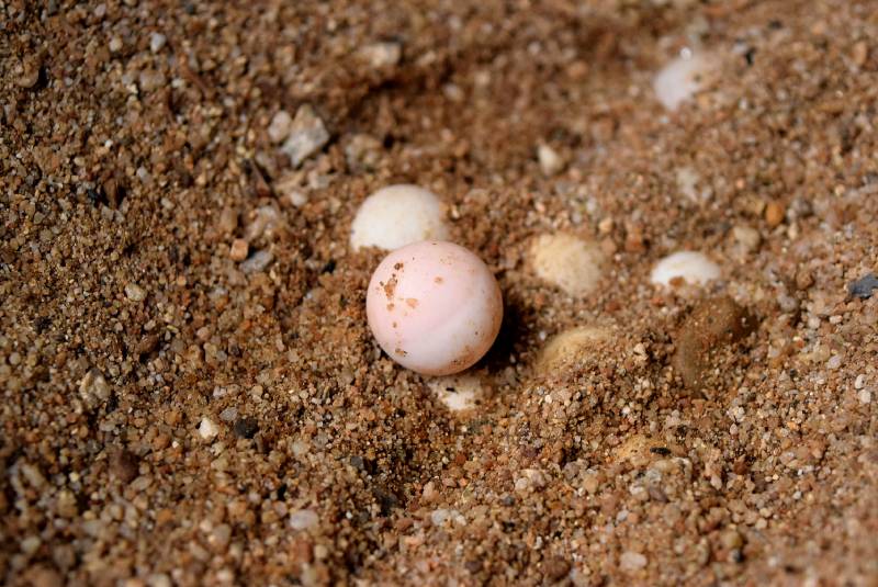 Soft-Shelled Turtle, It is hatching or incubated in the sand nest