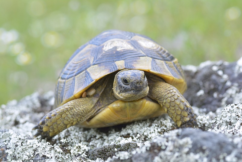 Spur thighed turtle