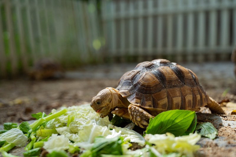 Sucata tortoise eating vegetables