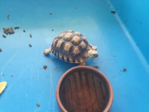 Sulcata Tortoise Lifespan: Vet-Reviewed Lifespan & Care Information