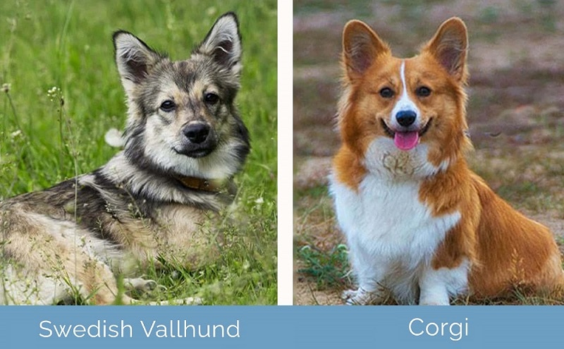 Swedish-Vallhund-vs-Corgi-side-by-side
