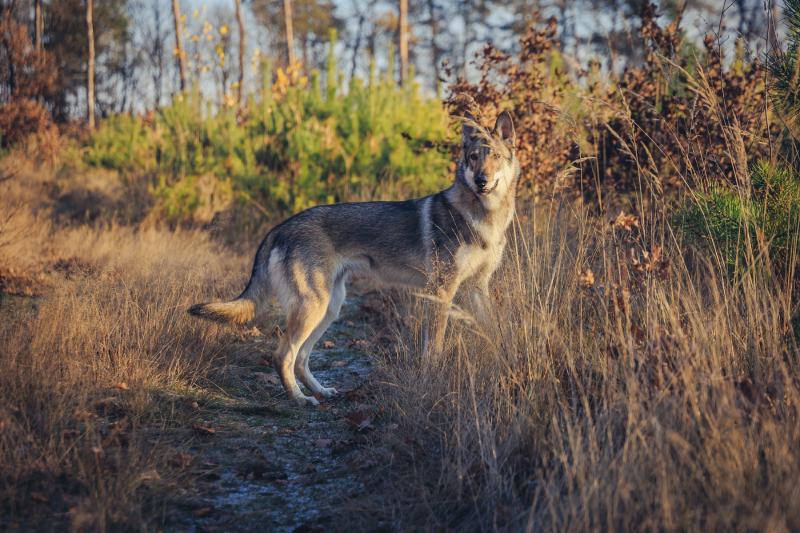 Tamaskan dog on a forest