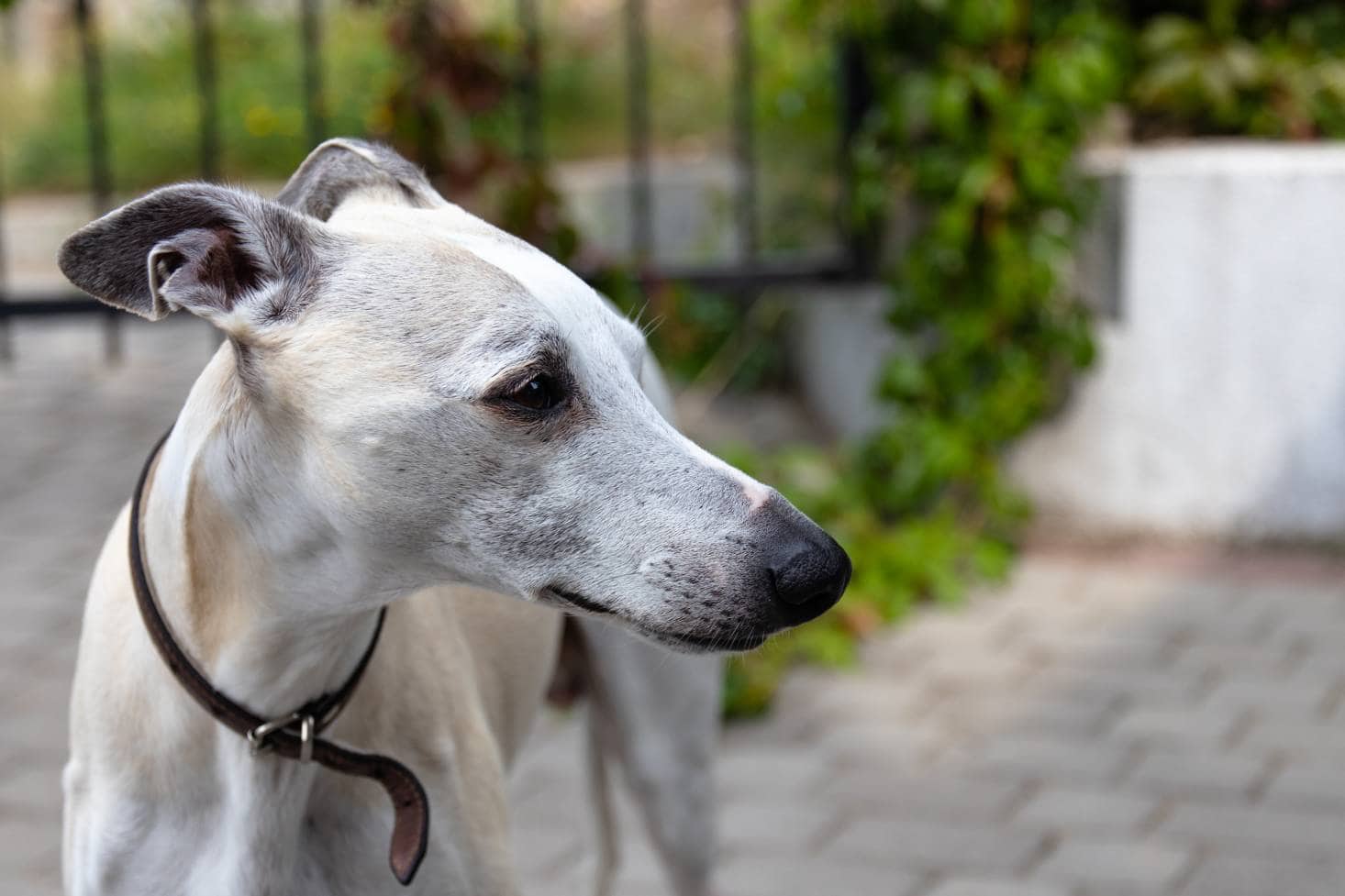 Tan Whippet