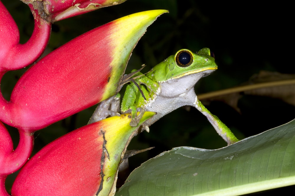 Tarsier Monkey Frog beside a Heliconia rostrata flower in the rainforest understory