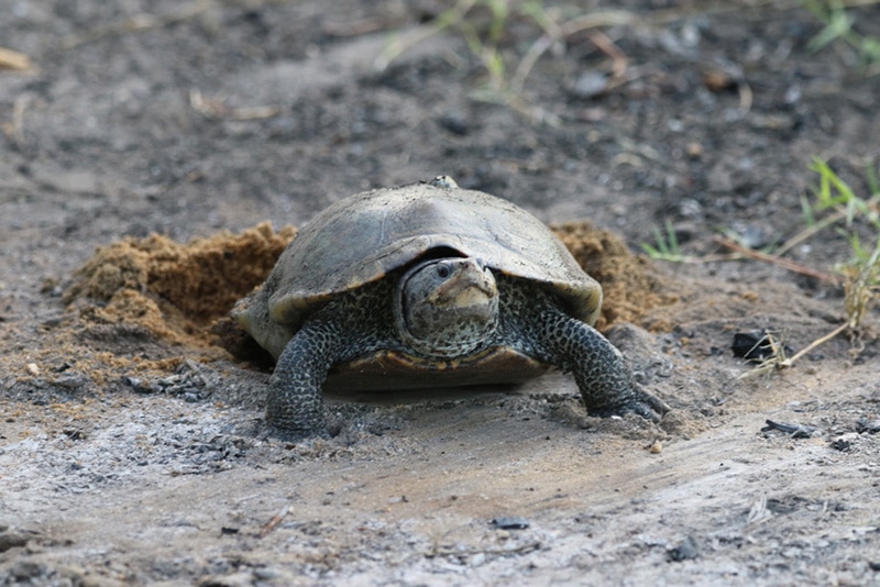 Terrapin Turtle starting to lay eggs